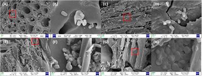 Study on the biodegradation of phenol by Alcaligenes faecalis JH1 immobilized in rice husk biochar 